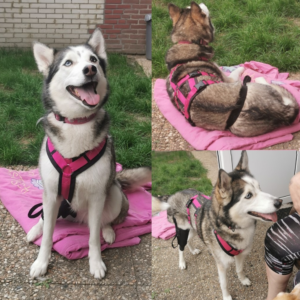 AnnyX Anny-X Safety Harnass Harness tuigje anti-ontsnappingstuig hond veiligheidstuig buitenlandse roze