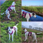 AnnyX Anny-X Safety Harnass Harness tuigje anti-ontsnappingstuig veiligheidstuig buitenlandse hond annie x roze