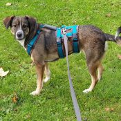 AnnyX Safety tuig anti-ontsnappingstuig petrol blauw rescue hond