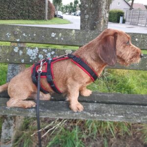 Anti-ontsnappingstuig AnnyX Anny X Safety Tuig Harness veiiligheidstuig Harnas driepuntstuig driepunts tuig teckel gevoerd hond jachthond