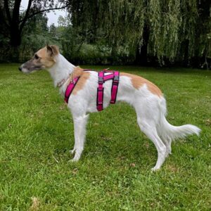 Anti-ontsnappingstuig AnnyX Anny X Safety Tuig Harness veiiligheidstuig driepuntstuig driepunts tuig gevoerd hond greyhound whippet podenco