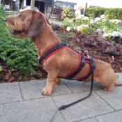 Anti-ontsnappingstuig AnnyX Anny X Safety Tuig Harness veiligheidstuig Harnas driepuntstuig driepunts tuig teckel gevoerd hond