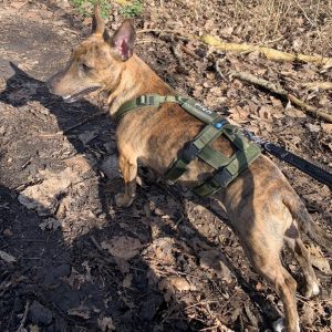 Anti-ontsnappingstuig hond Anny-X met naam