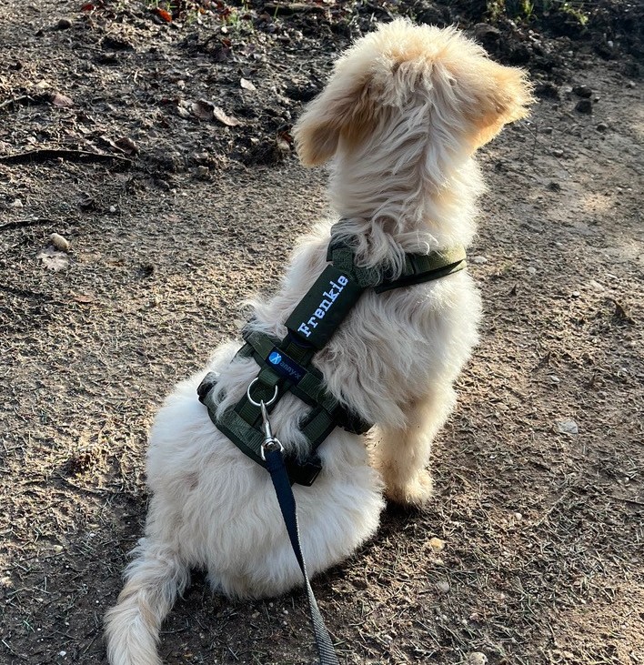 Anti ontsnappingstuig met naam hond