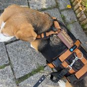 Anti ontsnappingstuig veiligheidstuig beagle