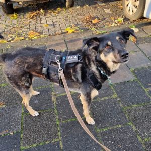 Anti ontsnappingstuigje met naam en telefoonnummer buitenlandse hond