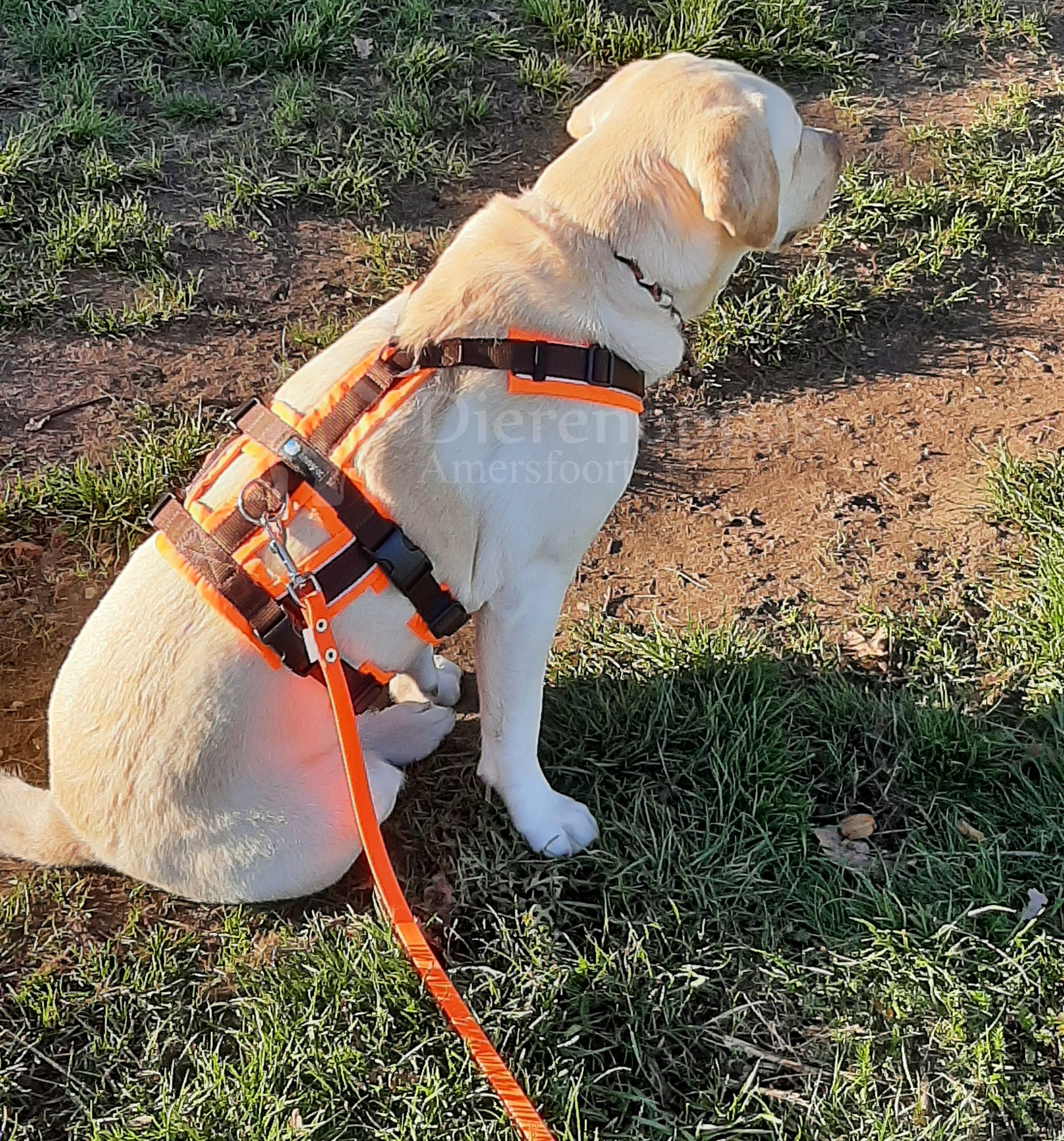 Hond aan het wandelen met anti-ontsnappingstuig veiligheidstuig neonoranje