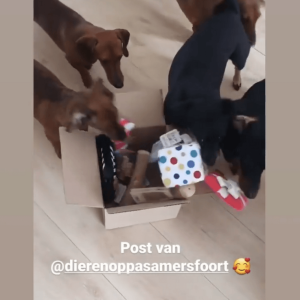 PLAY cadeautje hond