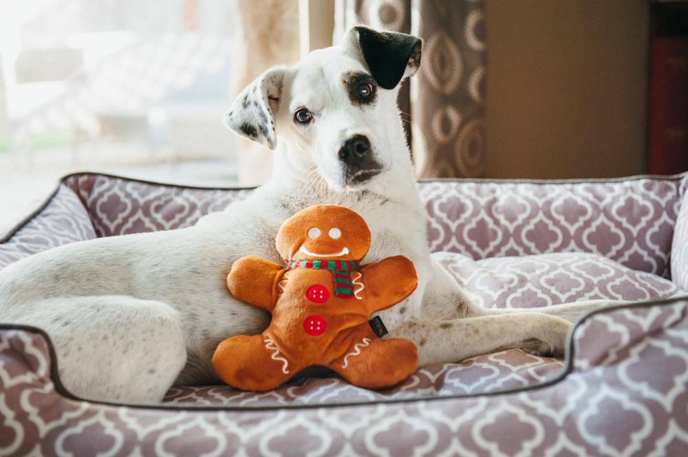 Locomotief Decoratief Airco P.L.A.Y. kerst knuffels voor honden | Unieke kerstknuffels & cadeaus!