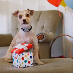 Play hondenspeelgoed knuffel Party box feestje taart
