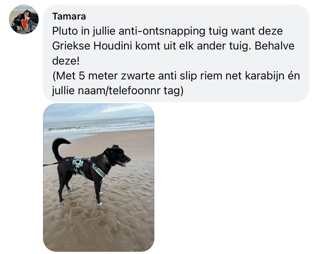 veiligheidstuig hond