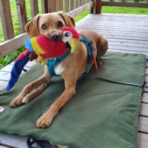 Blanky isolerende hondendeken honden deken fleece waterdicht