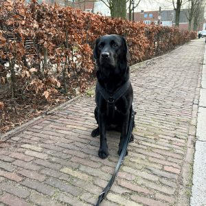 Labrador met Anny-X tuigje en politielijn