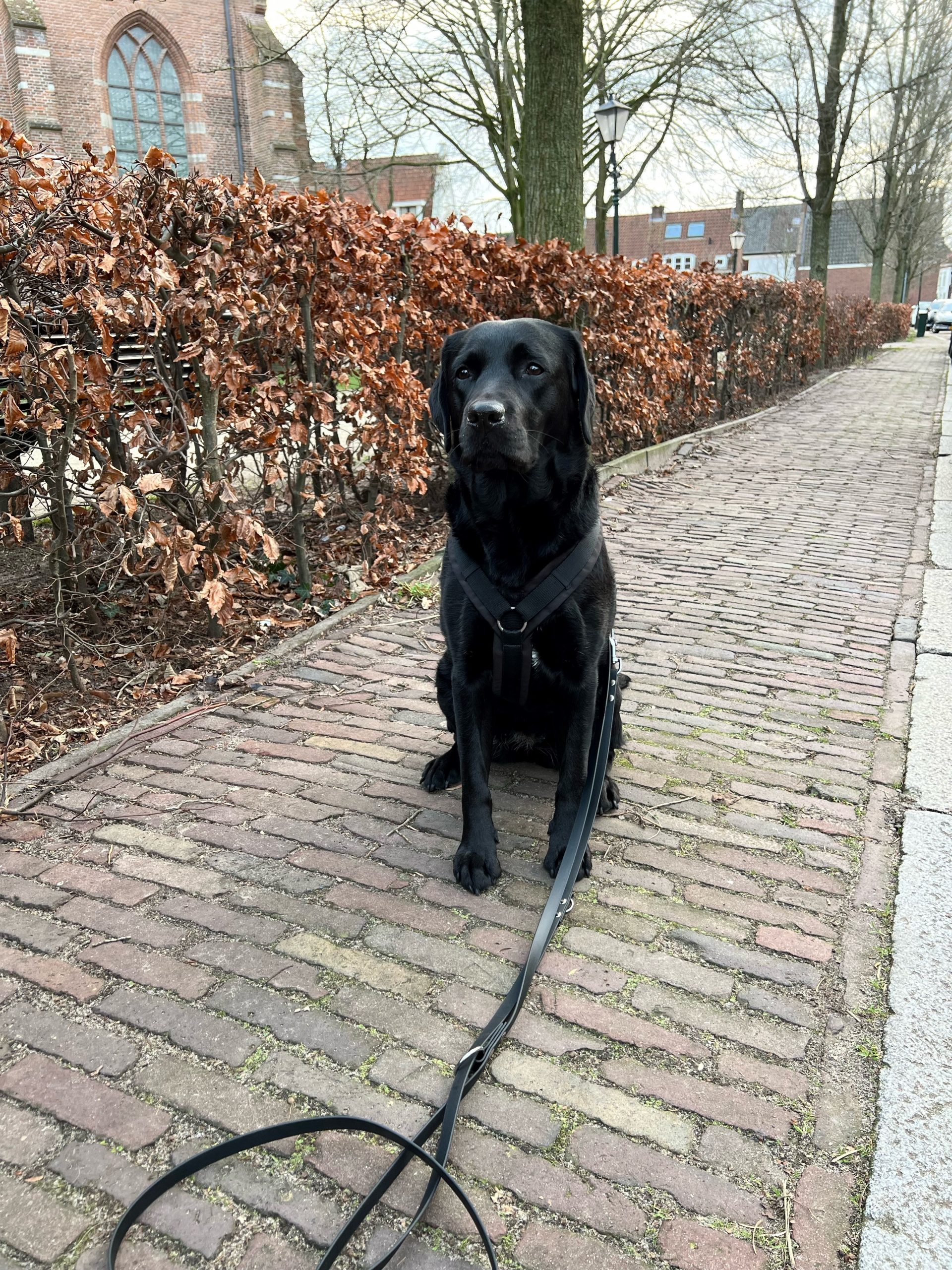 natuurlijk Omgekeerd hel Verstelbare politielijn hond 3 meter - Biothane & Extra Grip (Antislip)