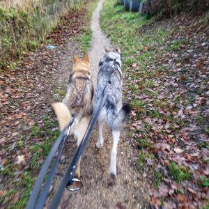 Wandelen met politielijn politieriem ervaring met hond