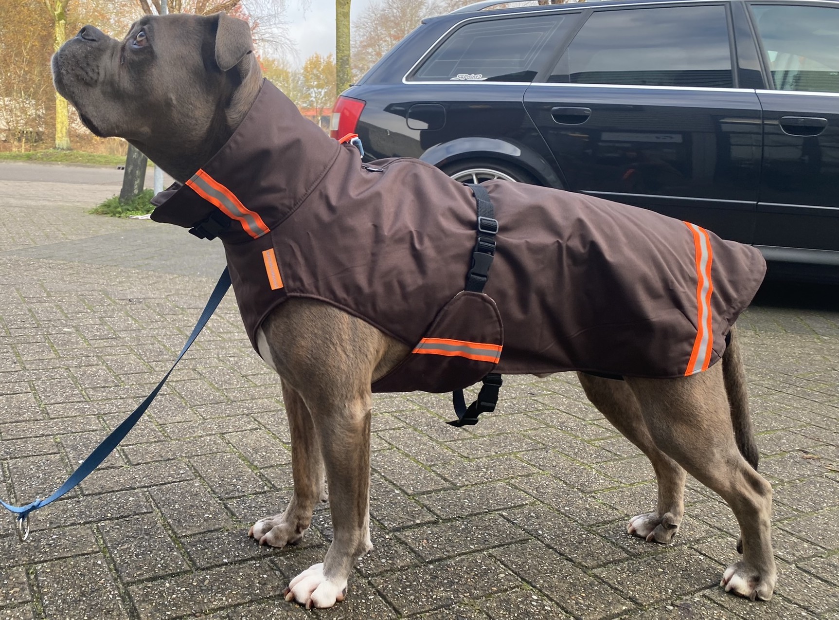 ruw Wat dan ook element Regenjas & Winterjas hond mét ritssluiting voor tuigje