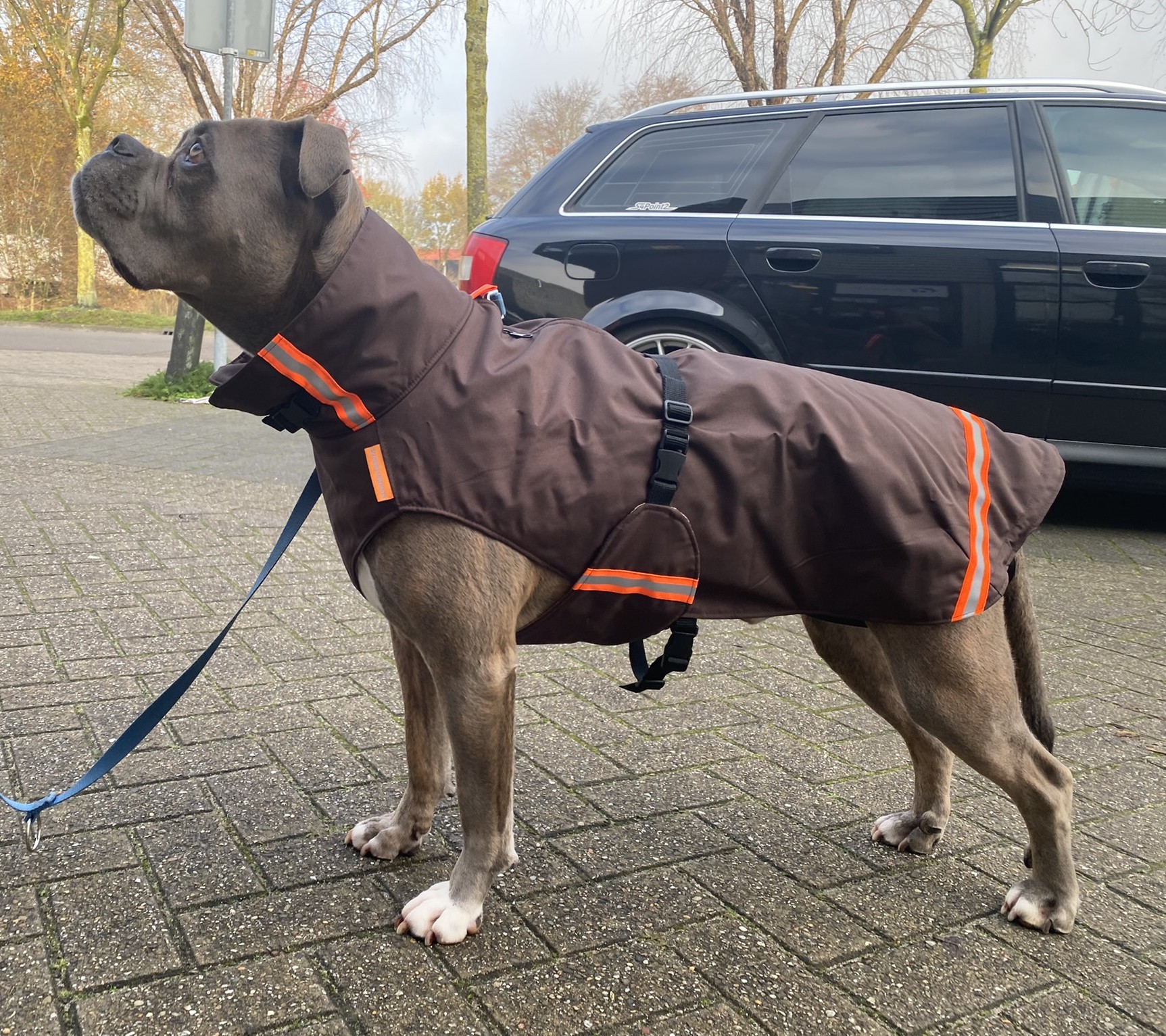 Overwegen hooi De slaapkamer schoonmaken Regenjas & Winterjas hond mét ritssluiting voor tuigje