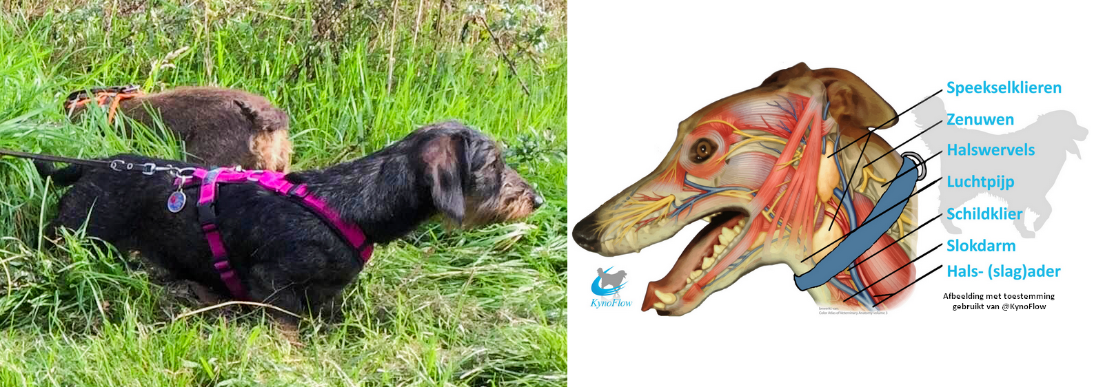 Anatomie nek hond halsband of harnas hondentuig tuig tecel puppy gevolgen