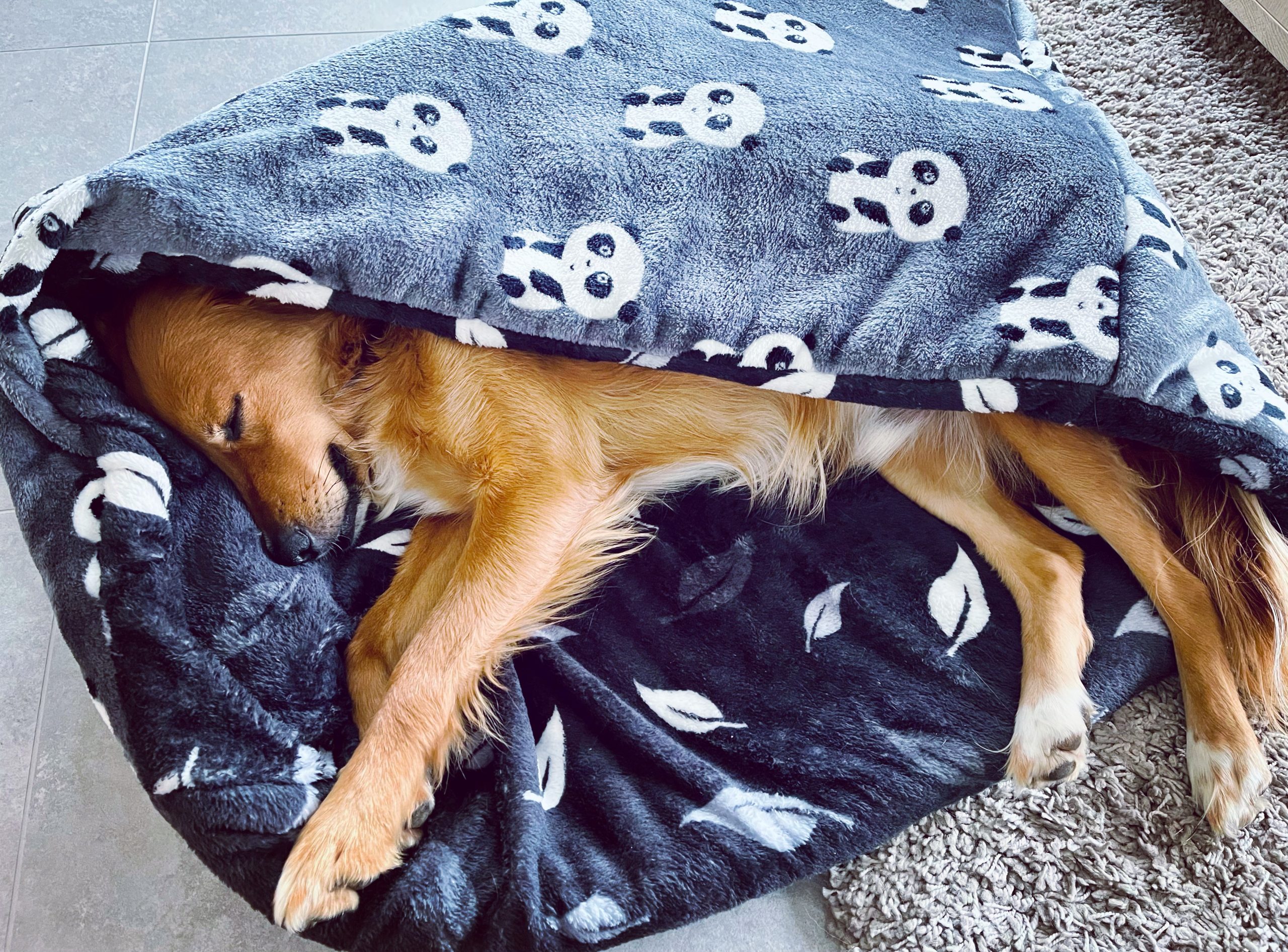 Heerlijk slapen in een hondenslaapzak slaapzak voor de hond ook XL