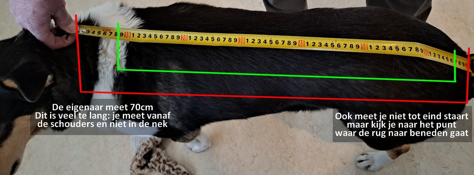 Hond meten voor regenjas winterjas