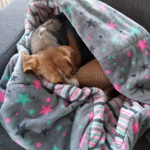 Hond opgerold in warme honden slaapzak