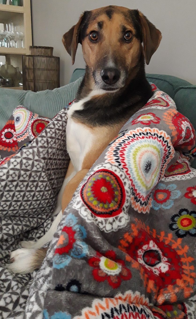 Hond zittend in zijn hondenslaapzak XL mandala kleur