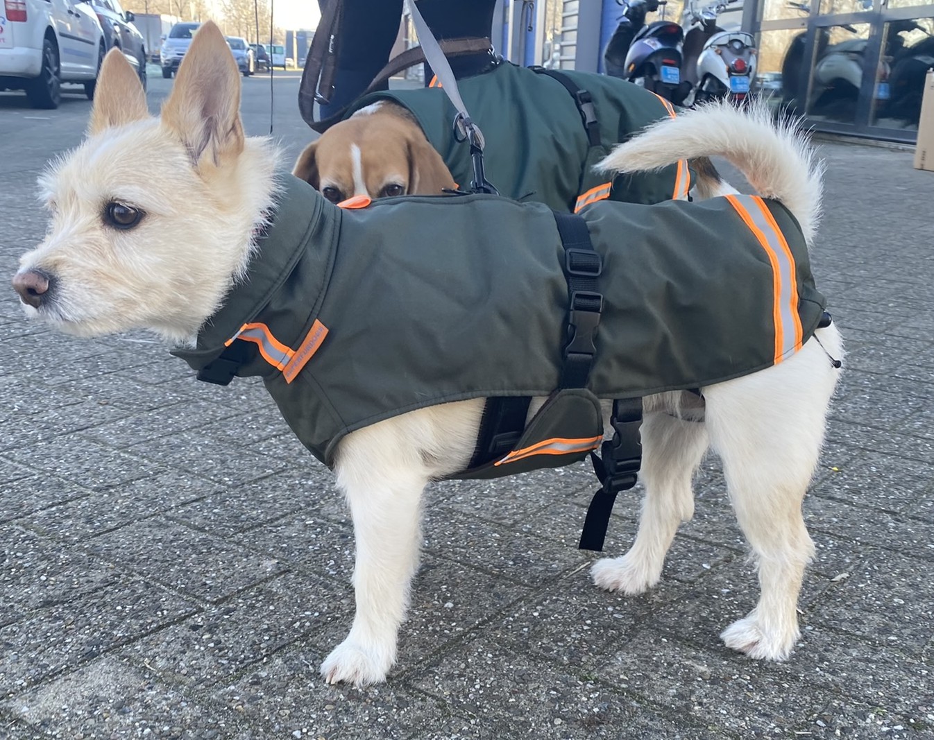 Hondenjas Jas hond winter klein hondje 10kg groen