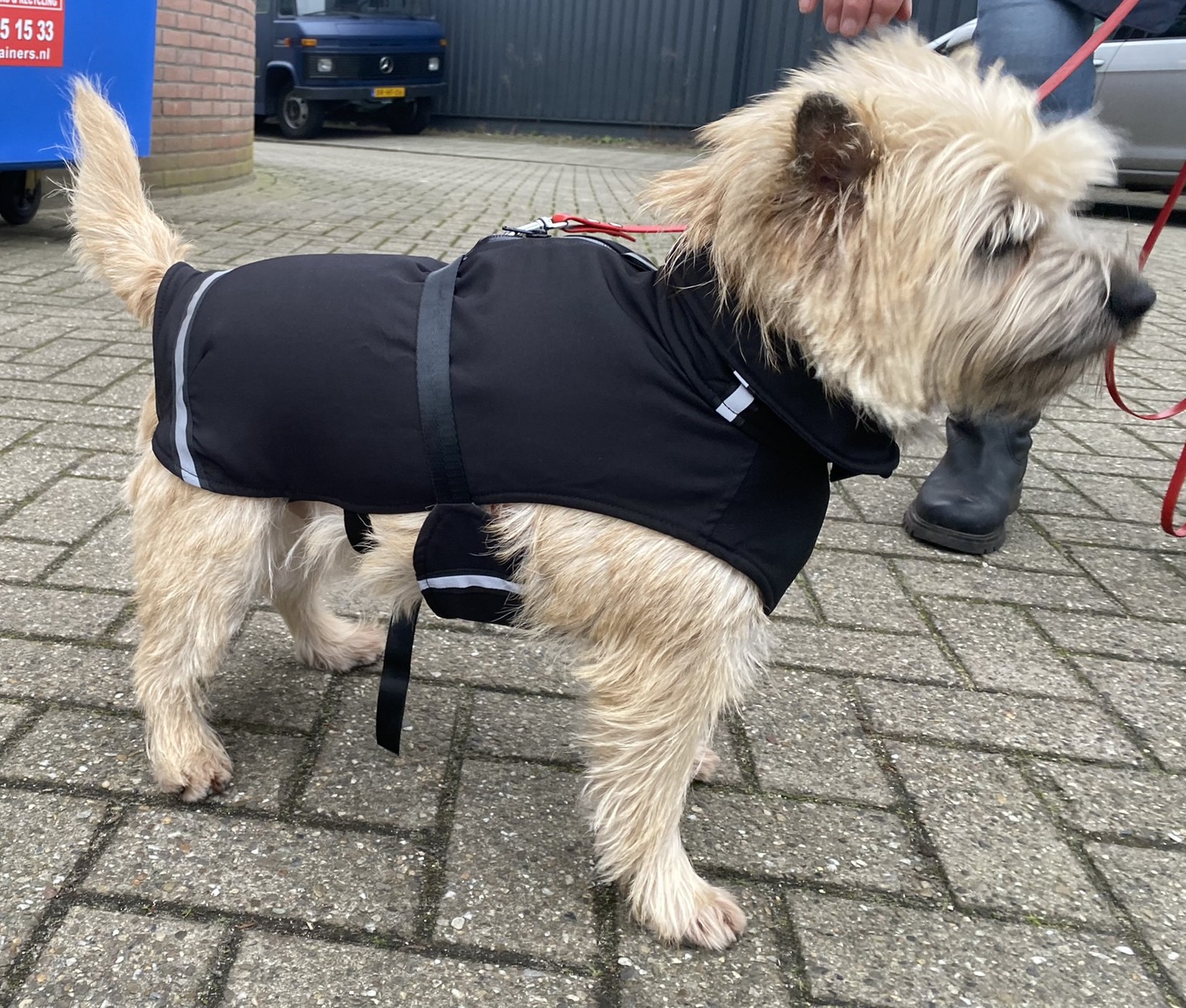 Hondenjas cairn terrier winterjas regenjas waterdicht hond 11kg