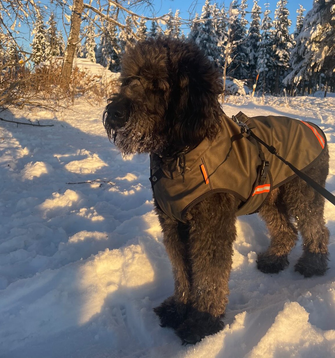 Hondenjas jas hond winter warm labradoodle