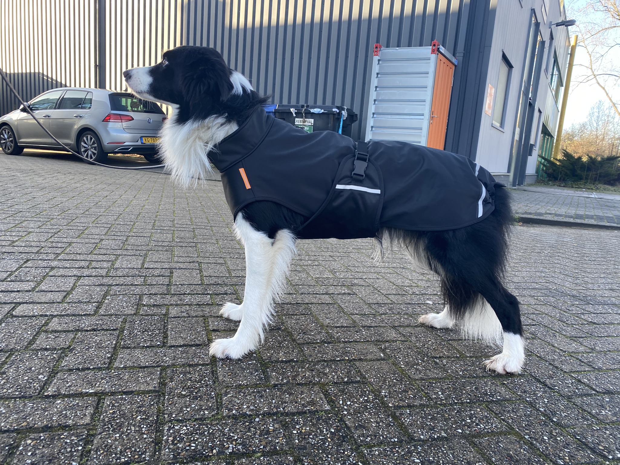 Hondenjas met rits op de rug voor tuigje gedragen door bordercollie