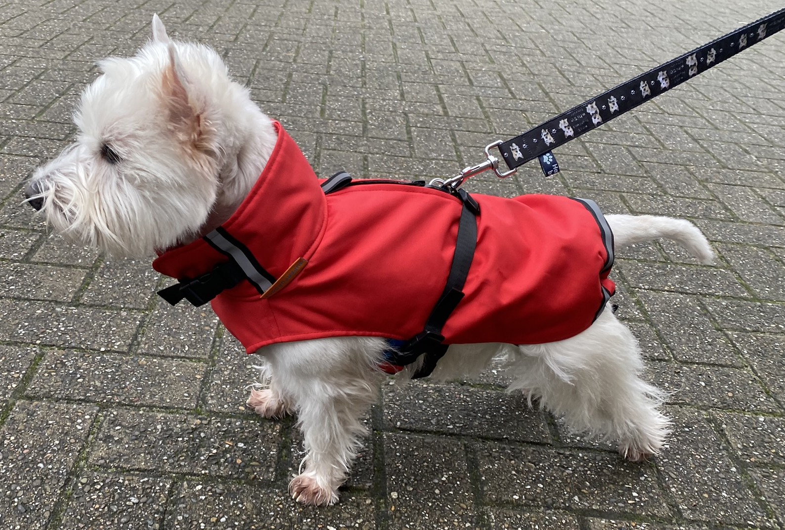 Hondenjas rood bij westie hondje klein maatje jasje