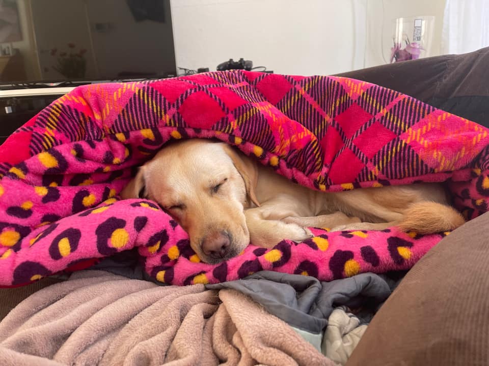 Hondenslaapzak slaapzakken voor hond groot XXL labrador