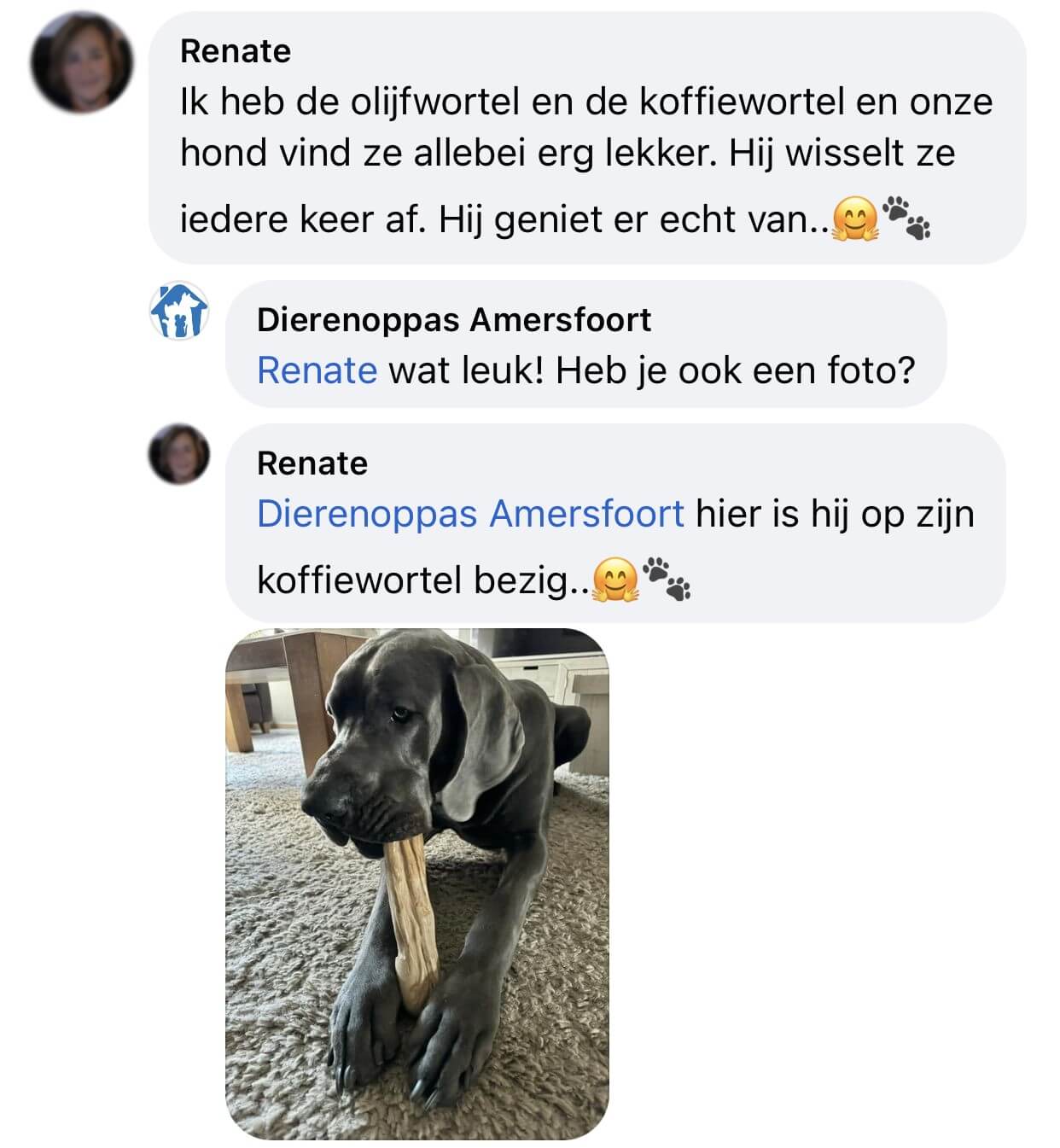 Koffiewortel XL grote hond bot