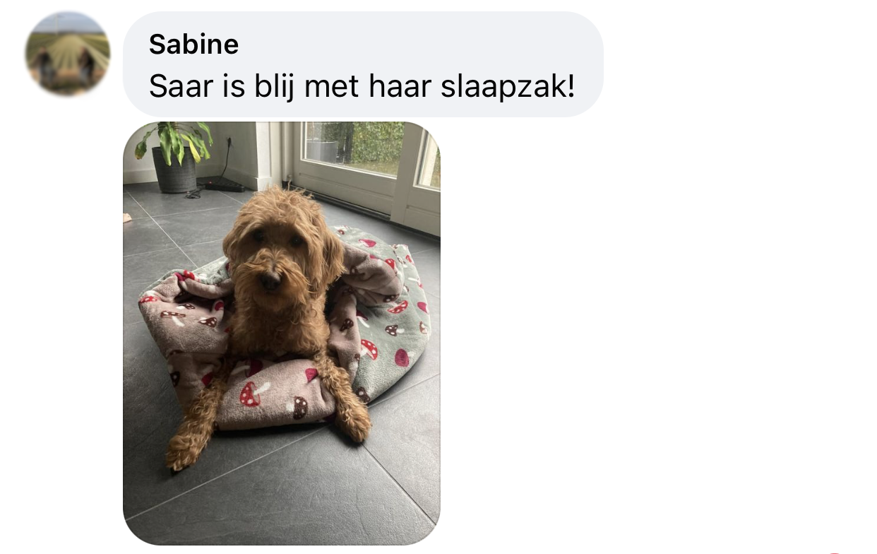 Labradoodle in de hondenslaapzak