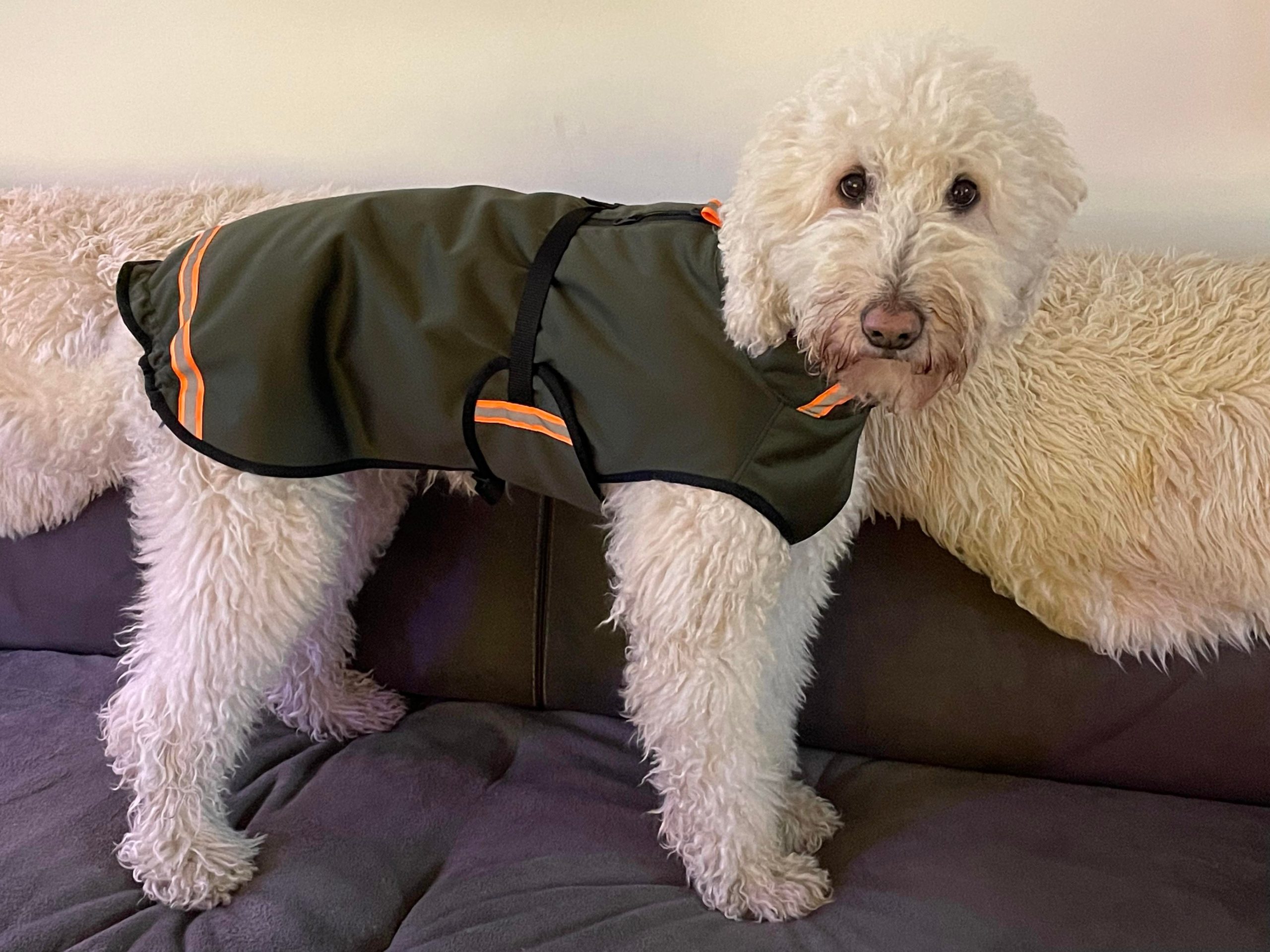 Labradoodle jas hondenjas regenjas softshell