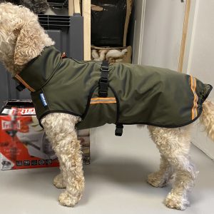 Labradoodle met softshell hondenjas maat S