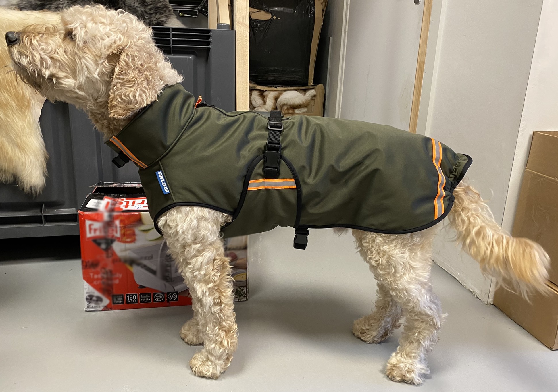 Labradoodle met softshell hondenjas maat S