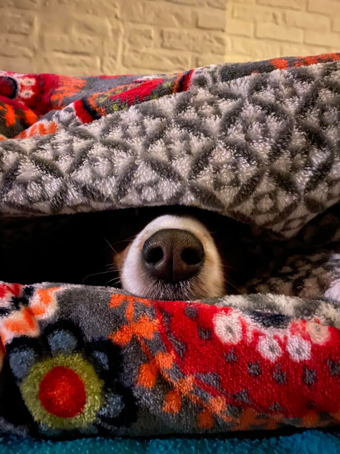 Mandala slaapzak hond hondenslaapzak