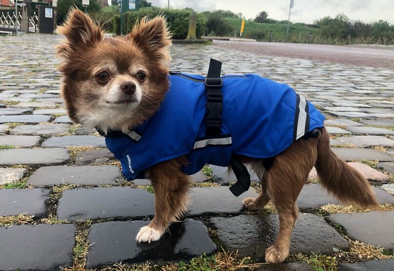 Regenjas chihuahua hondenjas winterjas