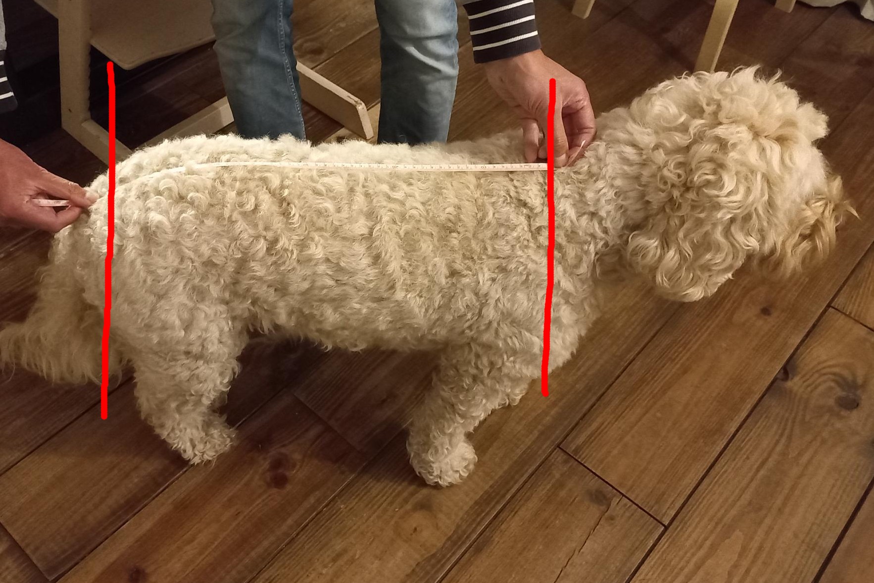 Regenjas hoe te meten hond