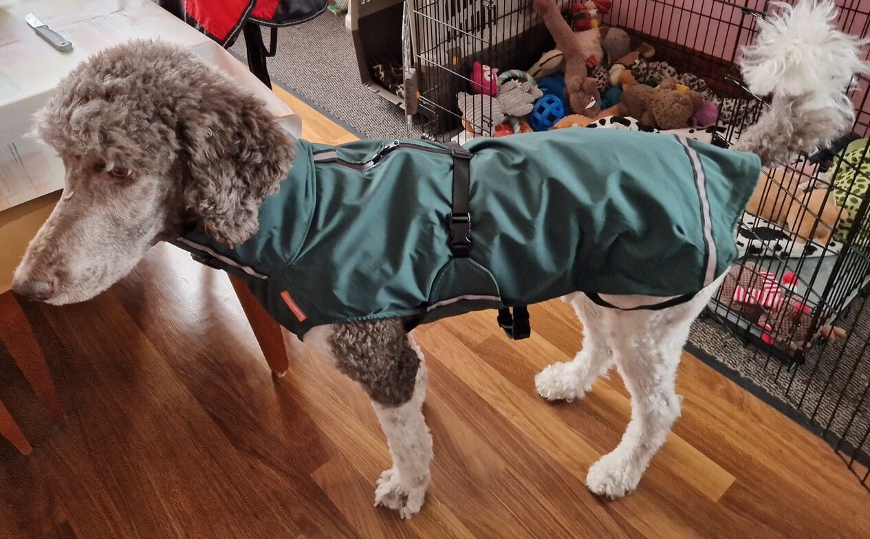 Regenjas hondenjas voor een poedel