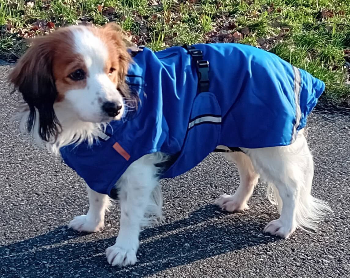 Regenjas winterjas hondenjas Kooikerhondje