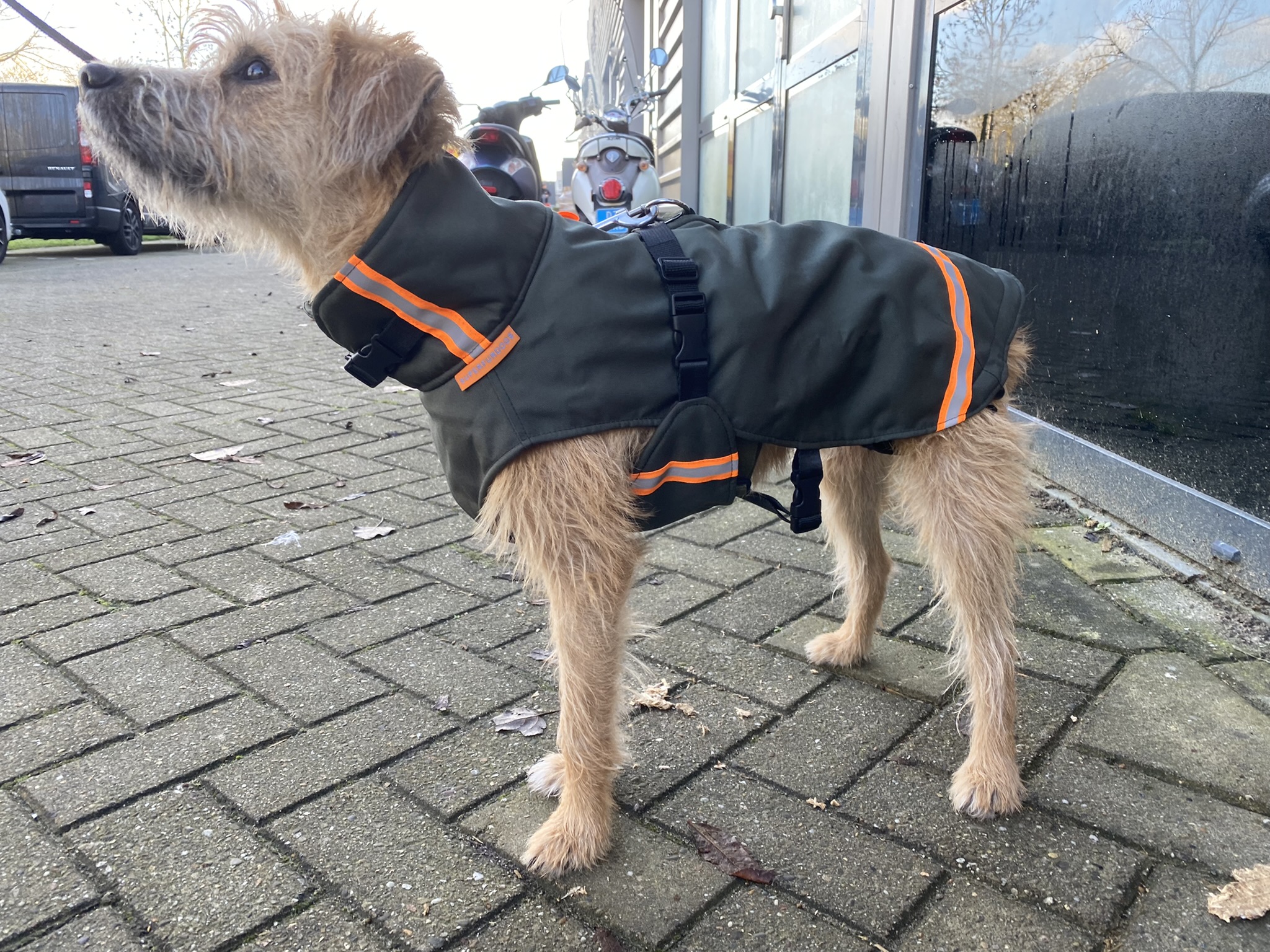 Regenjas winterjas jas hollandse smoushond hond klein hondje