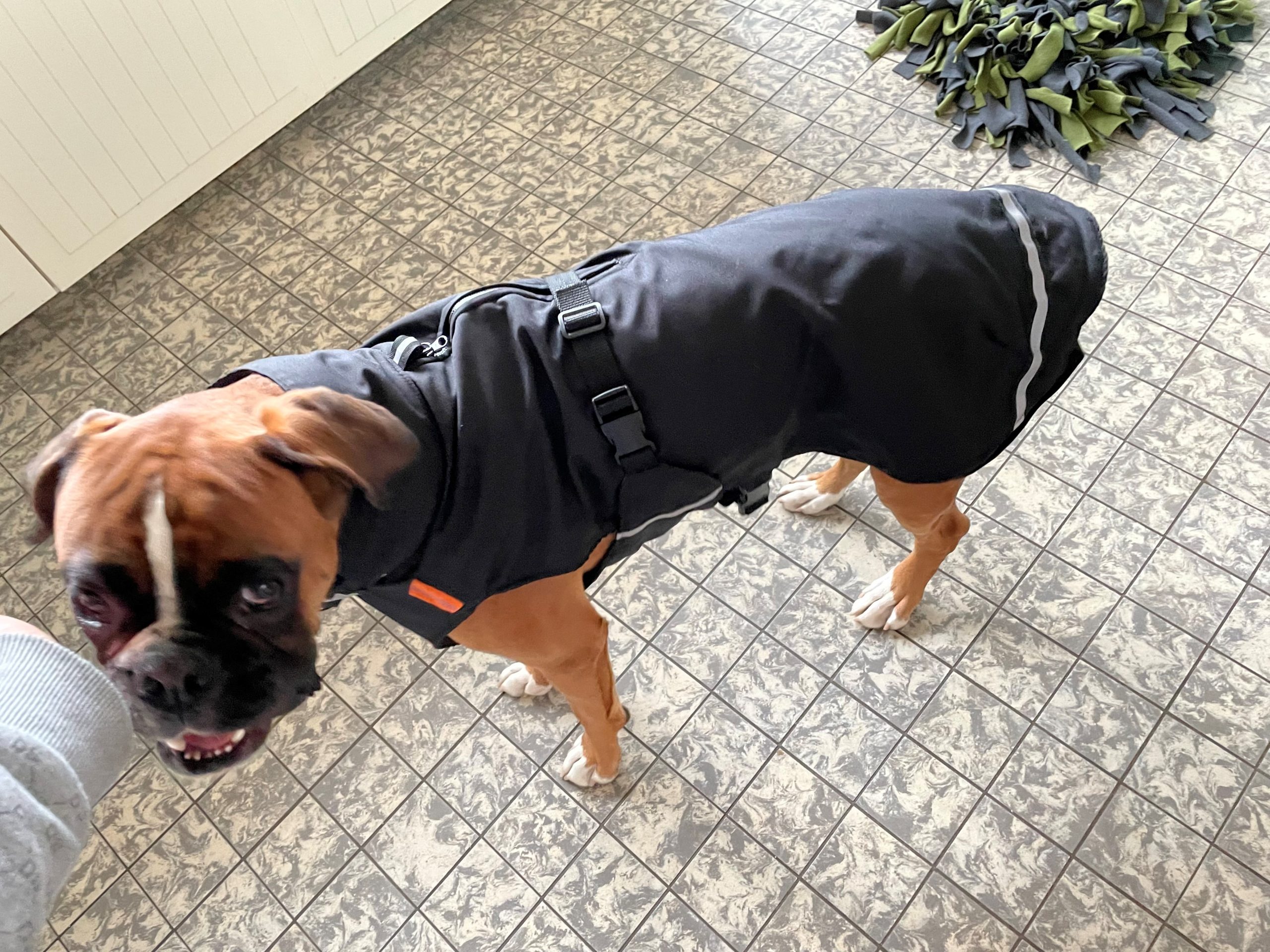 Regenjas winterjas jas voor boxer boxerhond