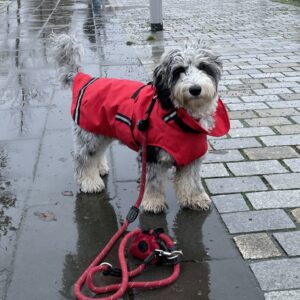 Regenjas winterjas voor honden hondenjas regen winter rood