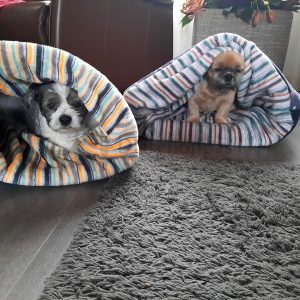 Slaapzak hond hondjes boomertje cozycave donutmand