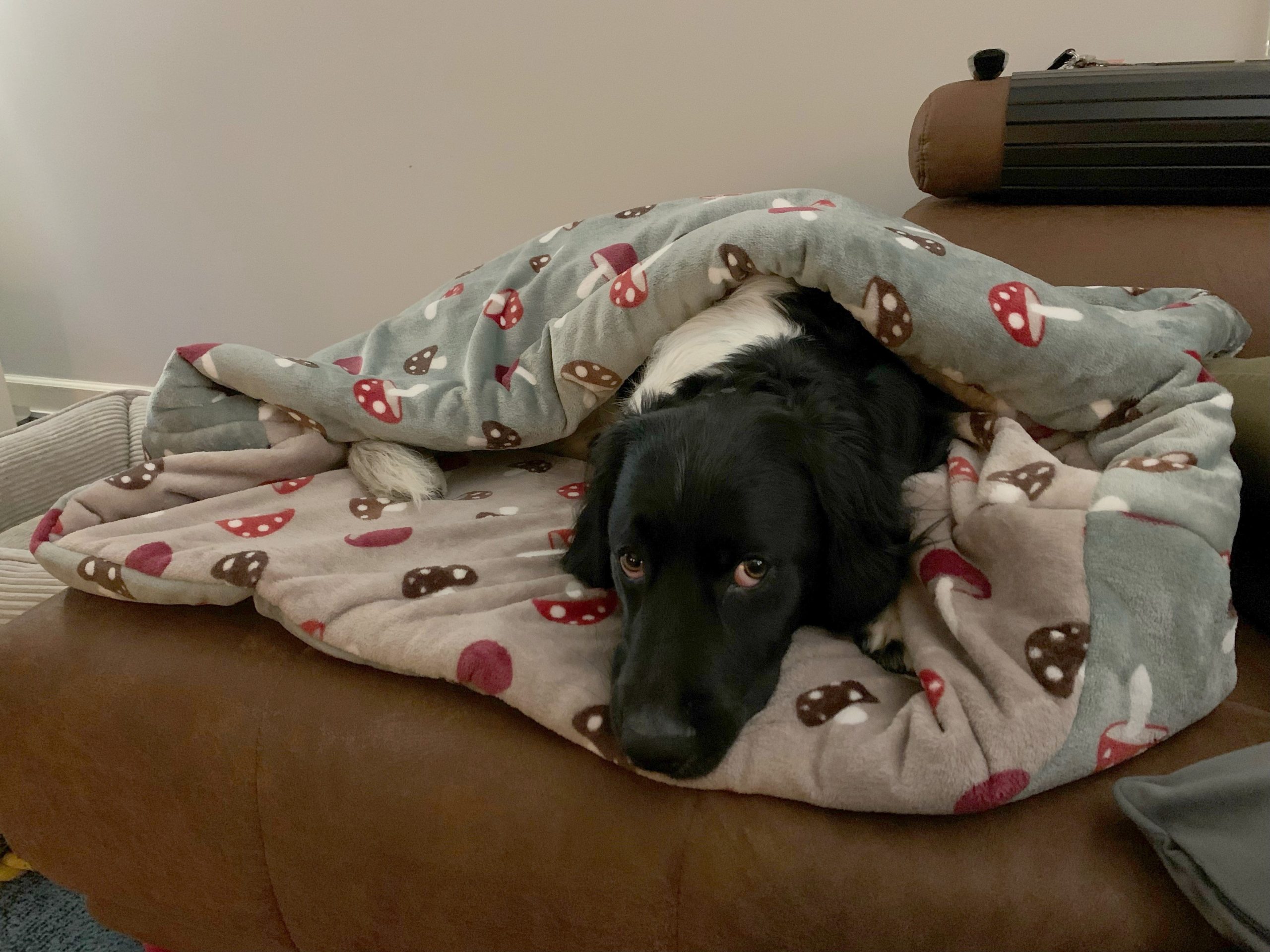 Slaapzak hond maat XL met paddenstoelen