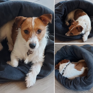 Slaapzak voor honden hondenslaapzak voorbeeld met Jack Russel opgerold in de slaapzak maat M