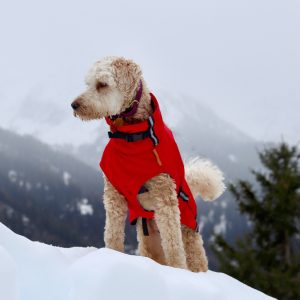 Sneeuw hondenjas winterjas hond warme jas wintersport wintervakantie