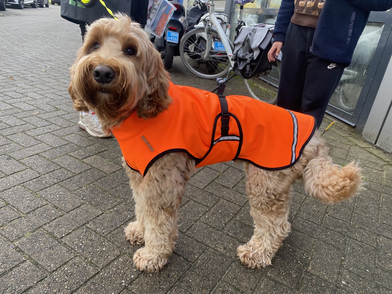 Softshell regenjas labradoodle 18kg maat XS